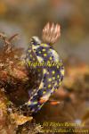 Nudibranch 03tc Hypselodoris kanga