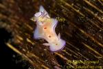 Nudibranch 04tc Ceratosoma trilobatum juv.?