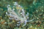 Nudibranch 15tc Phyllodesmium sp.