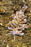 Nudibranch 20tc Phyllodesmium sp.