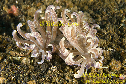 Nudibranch 19tc Phyllodesmium pair