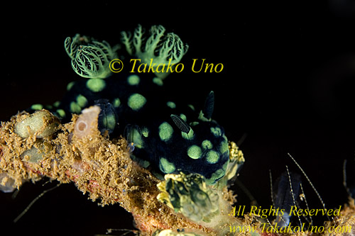 Nudibranch 02tc Nembrotha  copy