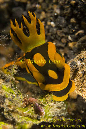 Nudibranch 23tc Tamja 0149 copy