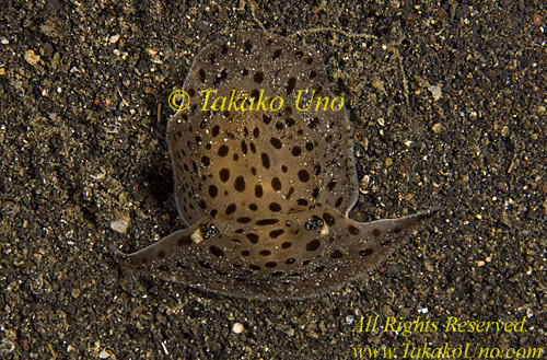 Nudibranch 15t Moon Slug 0 Euselenops luniceps