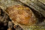 Nudibranch 12tc Slug 0285 Pleurobranchus ?