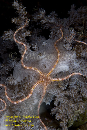 Seastar 01tc Brittle Star  copy