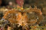 Scorpion Fish 09tc Ambon