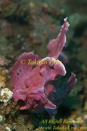 Scorpion Fish 32tc Rhinopias frondosa