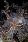 Seastar 01tc Brittle Star  copy