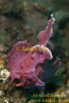 Scorpion Fish 32tc Rhinopias frondosa