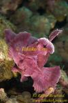 Scorpion Fish 27t Rhinopias frondosa