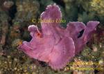 Scorpion Fish 35tc Rhinopias frondosa