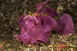 Scorpion Fish 06t Rhinopias frondosa