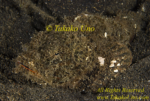 Scorpion Fish 37t False Stone