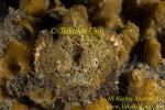 Scorpion Fish 38tc False Stone