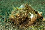 Scorpion Fish 22tc Humpback & Spanner Crab's eyes (in front of the Humbpack Scorpionfish)