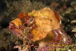 Scorpion Fish 11t Humpback copy