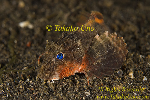 Scorpion Fish 39tc Whisker Blue-eyed Sting