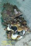 Conch 01t eating Giant Clam