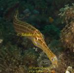 Trumpet Fish 01tc 0140