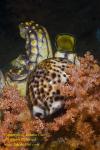 Cowry 01tc 0750 copy