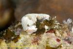 Nudi 06tc Dermatobranchus 03