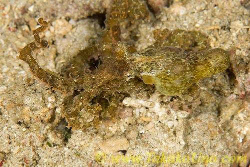 Octopus 02t Rare 0132 I found it again!
Super camouflage!