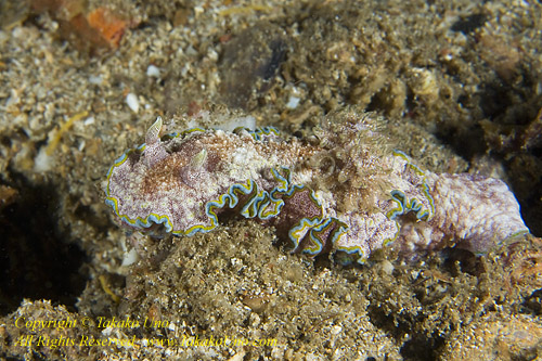 Nudi 11tc Glossodoris cincta 0726