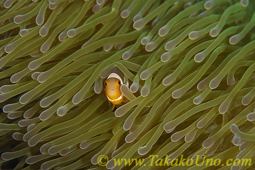 Anemone Fish 04tc Western juv Amphiprion ocellaris 
