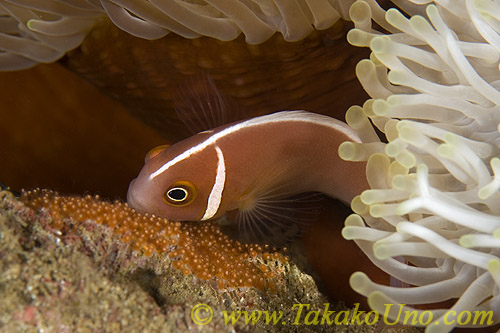 Anemone Fish 10tc Pink 015 male, tending eggs (aeration)