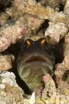 Jawfish 02tc Gold-spec 002 Opistognathus sp