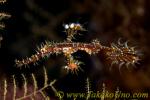 Ghost Pipefish 04tc Ornate Solenostomus paradoxus