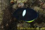 Angel Fish 03tc Pygmy 0047 アブラヤッコ　Centropyge tibicen