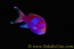 Anthias 10tc Square Spot スミレナガハナダイ　Pseudanthias pleurotaenia