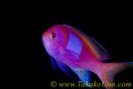 Anthias 07tc Square Spot スミレナガハナダイ　Pseudanthias pleurotaenia