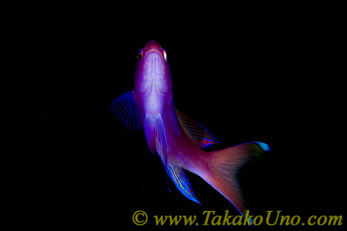 Anthias 08tc Square Spot スミレナガハナダイ　Pseudanthias pleurotaenia