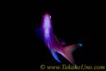 Anthias 08tc Square Spot スミレナガハナダイ　Pseudanthias pleurotaenia