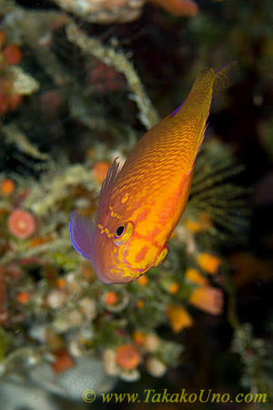 Anthias 04tc 0036 ハナゴンベ　Serranicirrhites latus