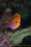 Anthias 02tc 0033 ハナゴンベ　Serranicirrhites latus