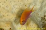 Anthias 01tc 0032 ハナゴンベ　Serranicirrhites latus