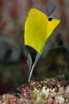 Butterfly Fish 01tc Longnose Forcipiger flavissimus