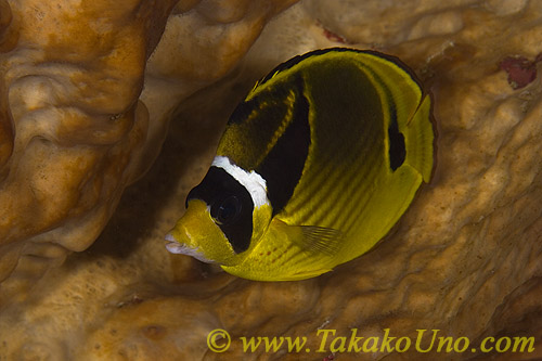 Butterfly Fish 03tc Raccoon Chaetodon lunula