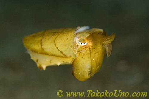 Cuttlefish 16tc 0142 copy