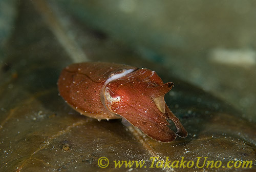 Cuttlefish 09t 0124 copy