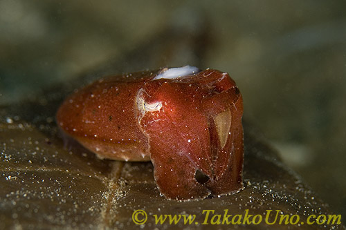 Cuttlefish 10tc 0126  Sepia latimanus 
