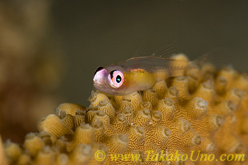 Goby 08tc Pink Eyed 0144