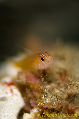 Goby 17tc Trimma 0117