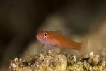 Goby 15tc 0094