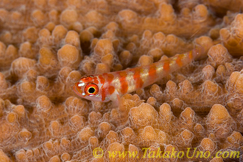 Goby 09tc 0050 copy