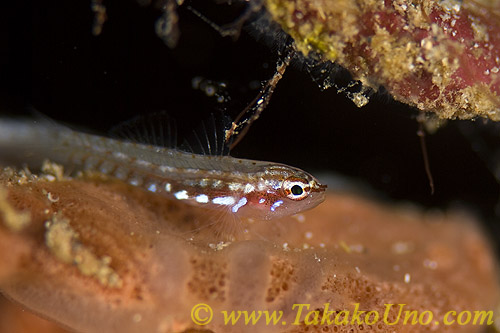 Goby 18tc 0126